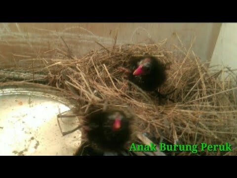 Malam_Malam Anak Burung Ini Berisik Banget Terayata Lapar, || Anak Burung Peruk/Mandar Batu