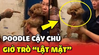 Thanh niên Poodle CẬY CHỦ giở tuyệt chiêu LẬT MẶT 😂 | Yêu Lu