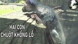 CHUỘT KHỔNG LỒ và cuộc chiến với CHIẾN BINH LINH HỒN | GNDTT | The Last Guardian