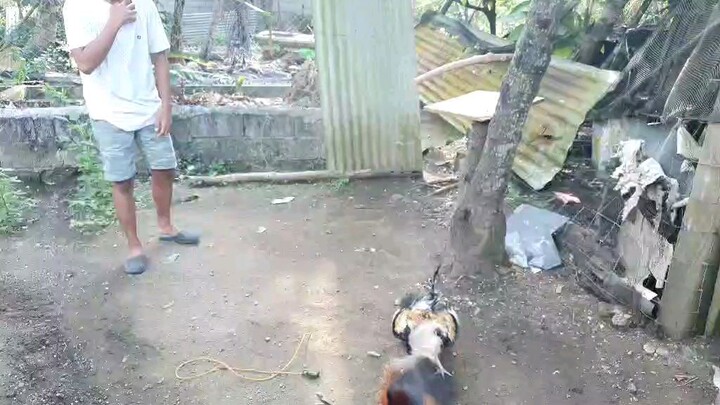 pwede na