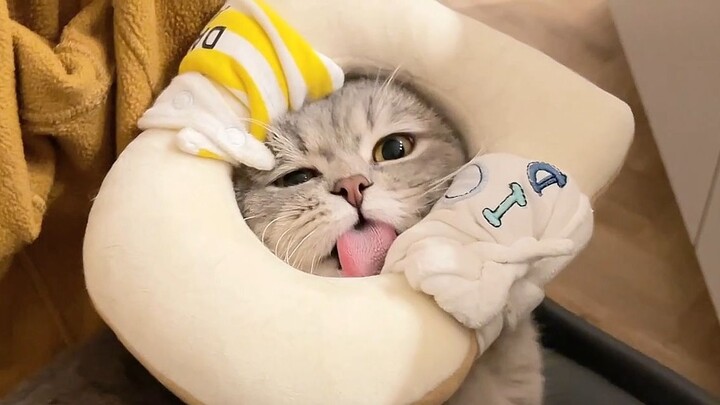 Đôi khi không có cổ cũng khá ổn