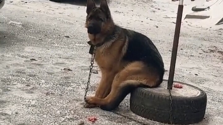 Who else gets this? Is it normal for dogs to sit like this?