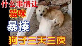 Apa yang membuat kucing begitu marah hingga menghajar anjing selama tiga hari tiga malam?