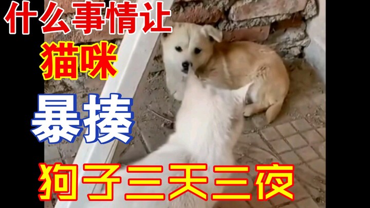 What on earth made the cat so furious that it beat up the dog relentlessly for three days and three 