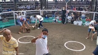 pg cock mga grey ganon cla away..wla kaayo video nila ..