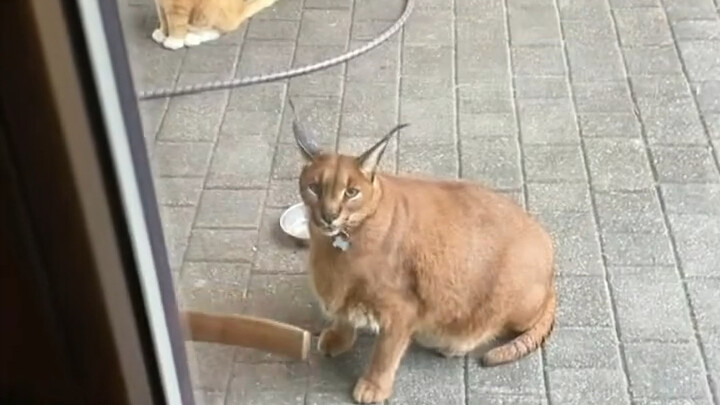 Kucing serval di rumah seorang netizen jatuh cinta dengan kucing jalanan dan dipandang sebelah mata 