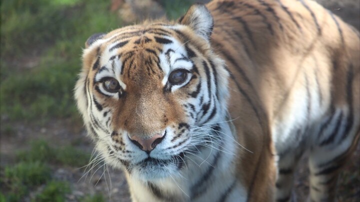 [Tiger Coco] Although a fierce beast, it’s just like a cat.