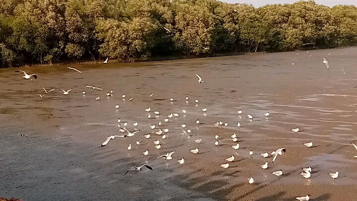นกนางนวลมาในช่วงเย็น สถานที่ท่องเที่ยว ที่พักตากอากาศบางปู จังหวัดสมุทรปราการ🕊🌅✨