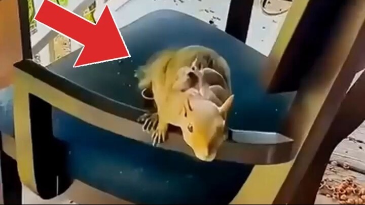 Ela SALVOU a Vida Desse Esquilo! 🐿