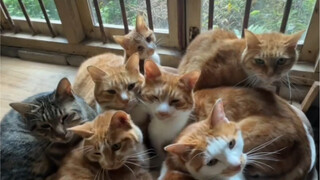 降温了，给小猫咪们安装温暖婴儿床