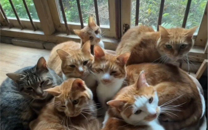 降温了，给小猫咪们安装温暖婴儿床