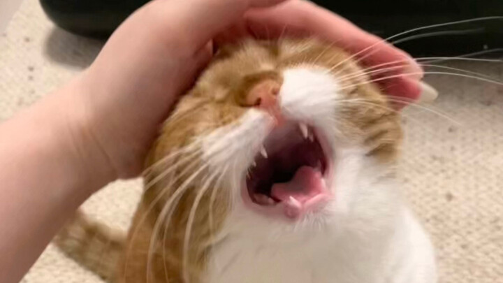 Kitten Temperament Test: Is This a Good Cat or What Kind of Cat?