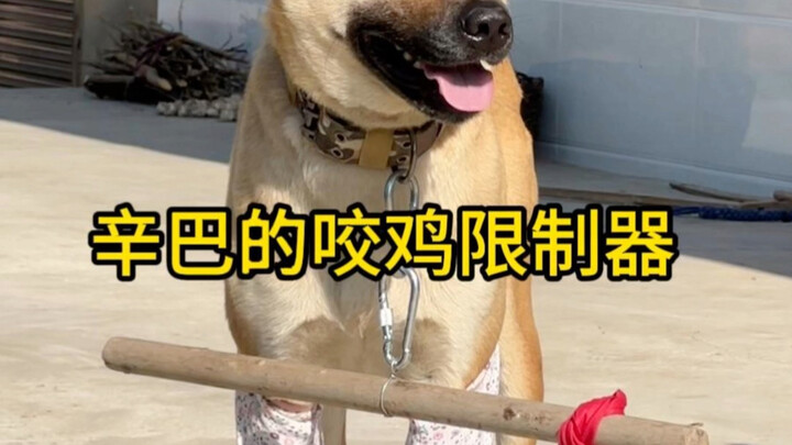Xinba’s chicken-biting limiter