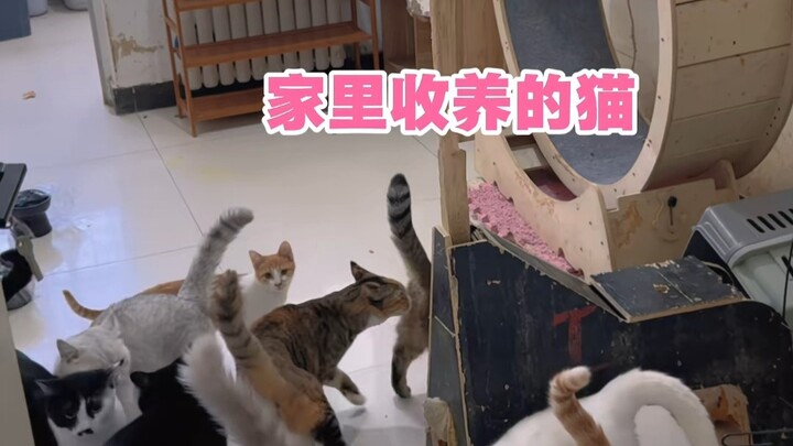 น่ารำคาญสุดๆ ขนแมวมาเต็มห้องไล่หนู แต่ตอนจบกลับไม่คาดคิดเลย
