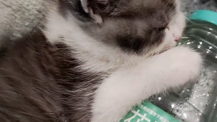 Trời lạnh rồi, làm cho bé mèo cái bình nước ấm để ôm ngủ, ngủ ngon lành cứ phì phò~