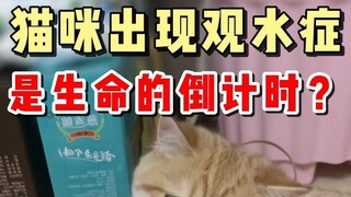 Kucing selalu memandangi air tapi tidak minum, apakah tubuhnya sedang memberi peringatan?