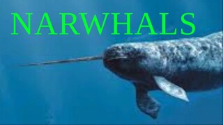 Narwhal song