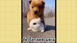 เพื่อนตัวน้อย สัตว์เลี้ยงแสนซน : สัตว์โลกสุดตะมุตะมิ