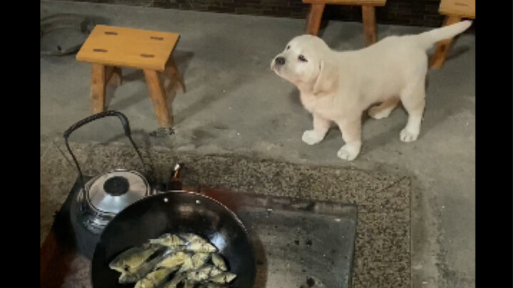 Little Fish must have been cooked for me, right?