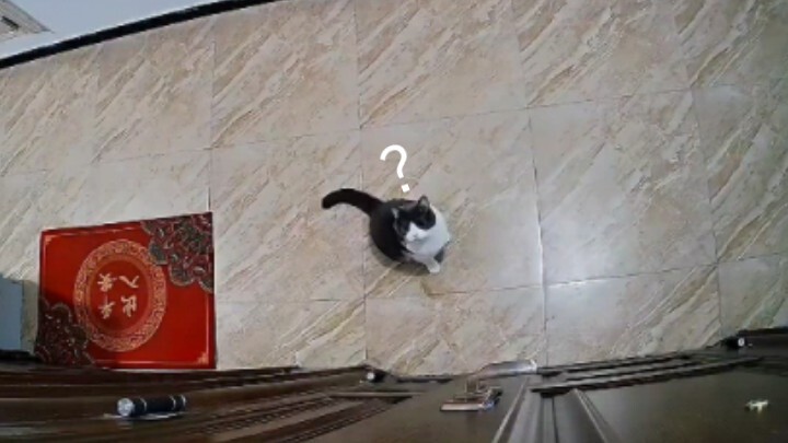 Cat: Did I really turn into a stray just from acting cute for a bit?