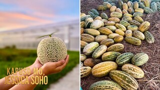 Melon na nagkakahalaga ng 5 million yen, matatagpuan sa Pilipinas?! | Kapuso Mo, Jessica Soho