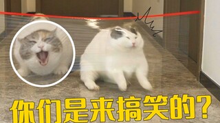 说好的猫咪跳高比赛呢？一只比一只搞笑