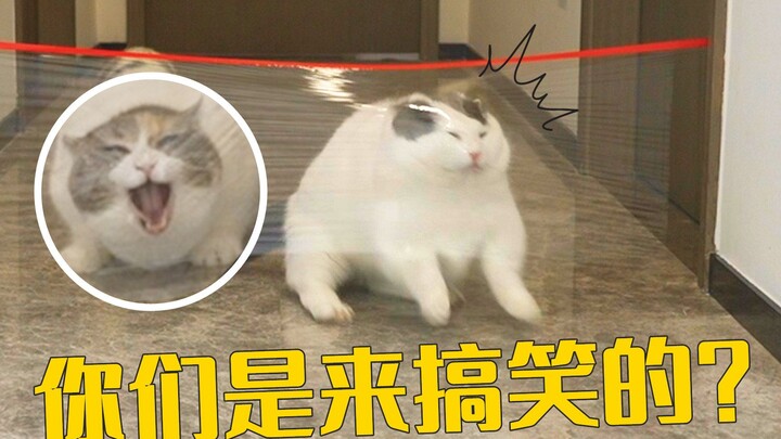 说好的猫咪跳高比赛呢？一只比一只搞笑