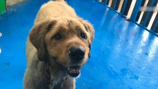 I rescued a golden retriever and after raising it for half a year, I found out it was a Tibetan Mast