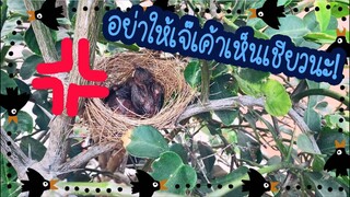 โลกของแสนดี ตอน ลูกนกระวังตัว!