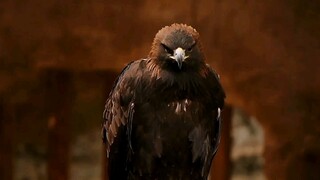 不愧是土匪头子 连自己的叔叔 也能痛下杀手