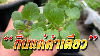 "กินคำเดียว" แต่ให้คุณค่าทางอาหาร และมีประโยชน์มหาศาลน่าเหลือเชื่อ