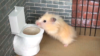 ชีวิตหนูแฮมสเตอร์ Ep 13