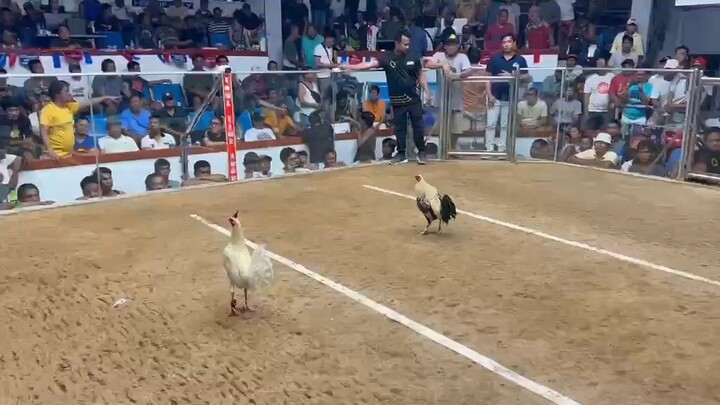 LDT LGP Secret White LGP Gold Colt Gamefarm