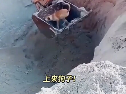 العمل يدًا بيد لإنقاذ الكلب الذي تعثر.