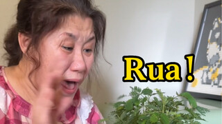 มิโมซ่า: ฉันรู้ว่ามันอยู่ในดินที่เน่าเปื่อย