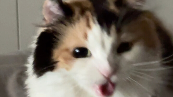 My little cat made an incredibly cute sound! (Watch till the end!)