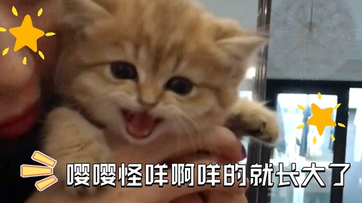 Some kittens just grow up meowing away? Inside: adorable baby cats (super-cute alert!)