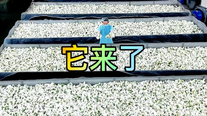 Teh hitam melati wangi tinggi telah tiba