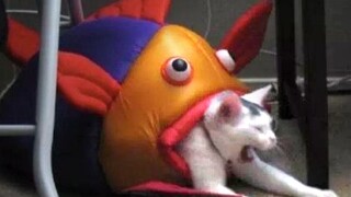 ”这只猫，我吃定了“ ᶘ ᵒᴥᵒᶅ