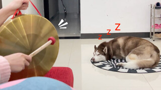 ตีฆ้องเสียงดังหลังจากที่ฮัสกี้หลับแล้ว มันจะมีปฏิกิริยายังไง