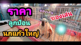 ราคาลูกป้อนนกแก้วใหญ่และของเล่น EP.124