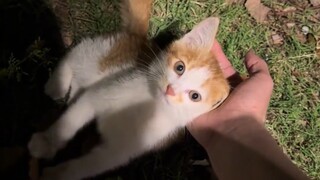 This little cat is really clever!