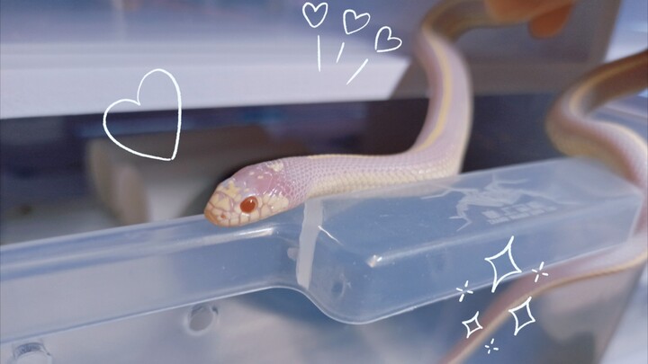 【 Snake Bark?! 】 What a Cry! It's So Cute!