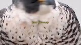 Alap-alap Capung, Burung Predator Terkecil di Dunia