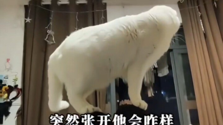 全世界都知道猫咪有多可爱吗