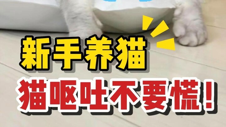 Cat Care for Beginners: Don’t Panic if Your Cat Vomits! Six Common Causes and How to Handle Them!