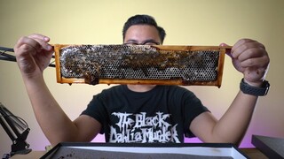 MAKAN 3 KG SARANG MADU AKASIA HITAM | ASMR BLACK HONEYCOMB #biyanslam #madukarta