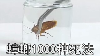 1000 Ways to Kill a Cockroach [24] Will a cockroach die if it drowns for half an hour? Mother cockro