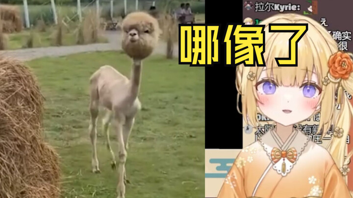 日本清楚憨憨看《当羊驼剃了毛......》：这哪像我了