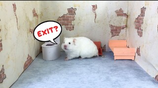 ภารกิจของหนูแฮมสเตอร์ EP 359